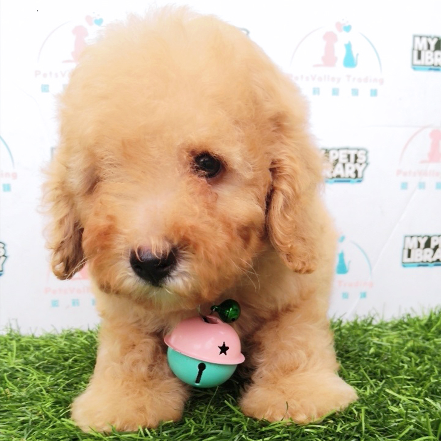 Brown Toy Poodle Puppy (Male) For Sale