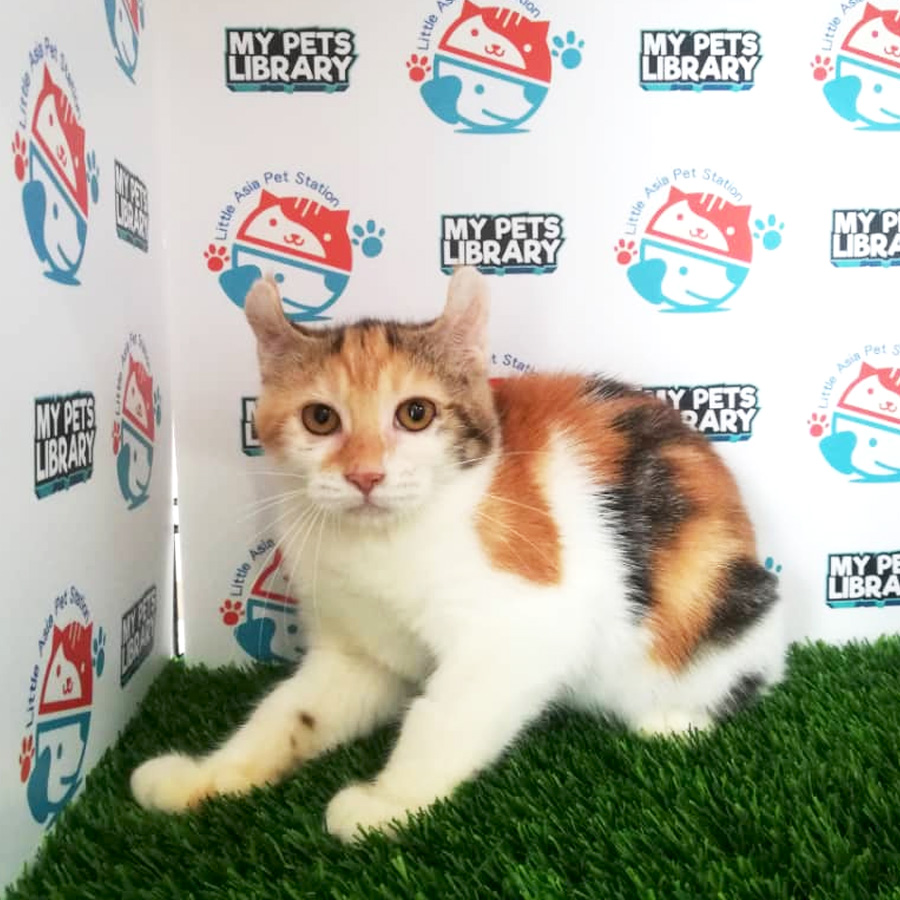 American Curl Kitten For Sale (Shorthair)