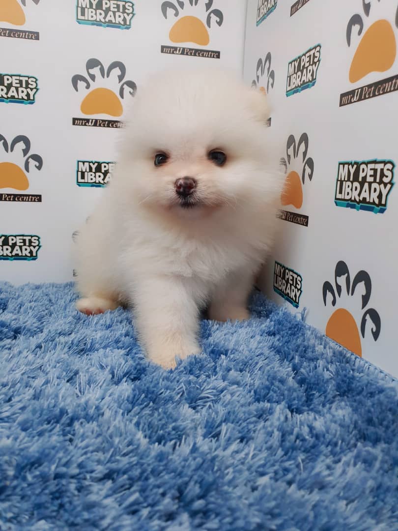 Pomeranian Puppy For Sale (Male)