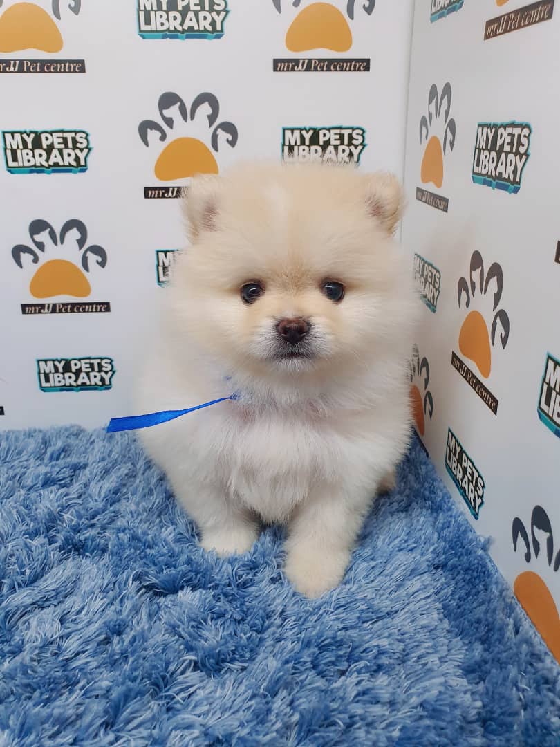 Pomeranian Puppy For Sale (Male)