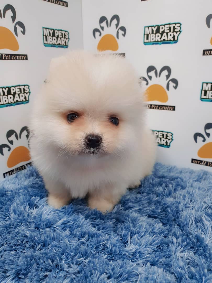 Pomeranian Puppy For Sale (Male)