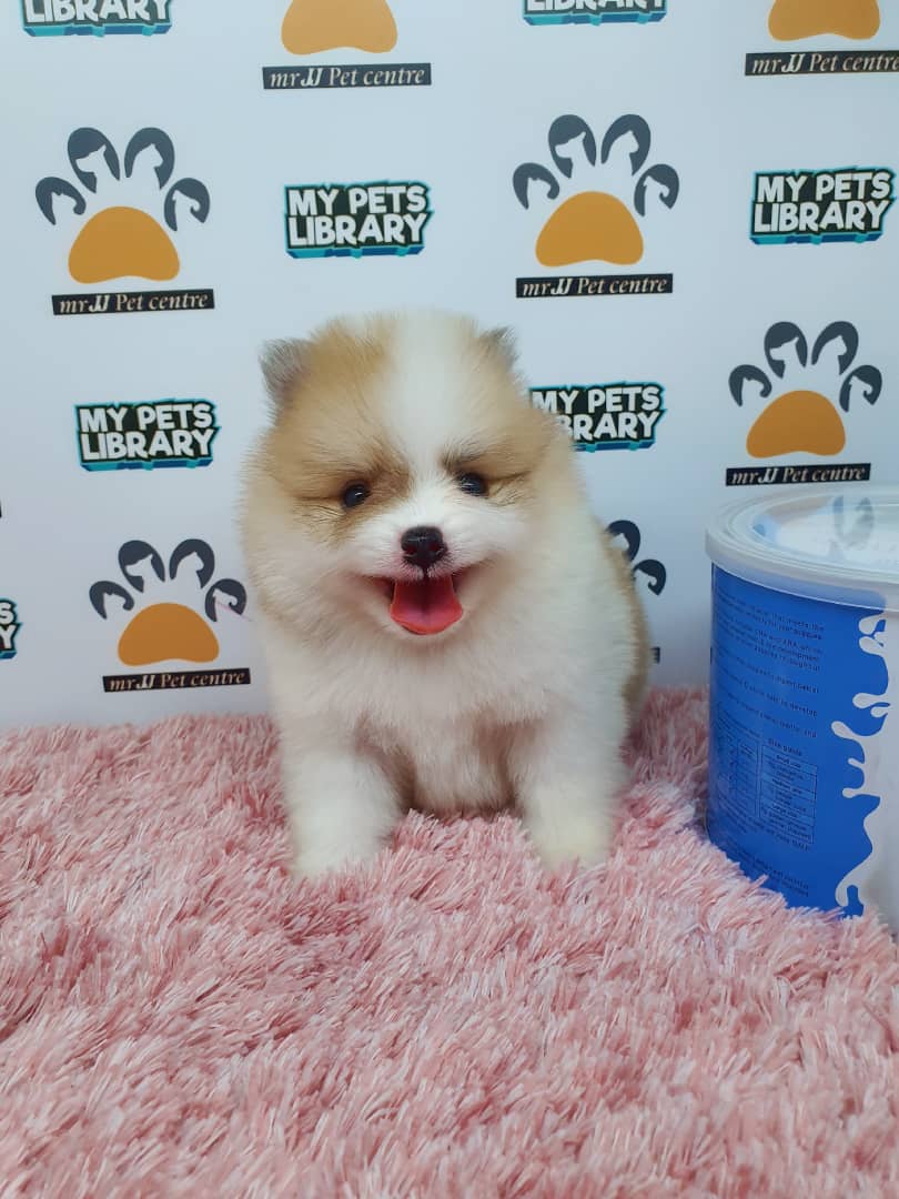 Pomeranian Puppy For Sale (Female)
