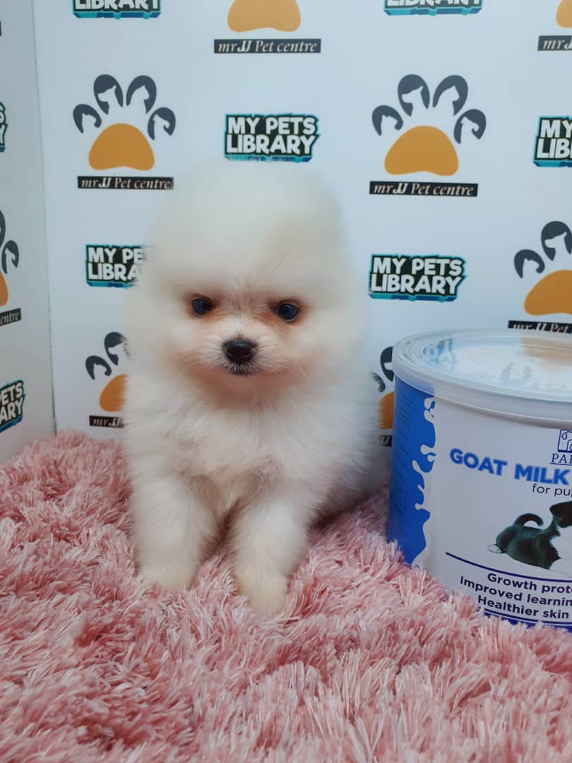 Pomeranian Puppy For Sale (Female)