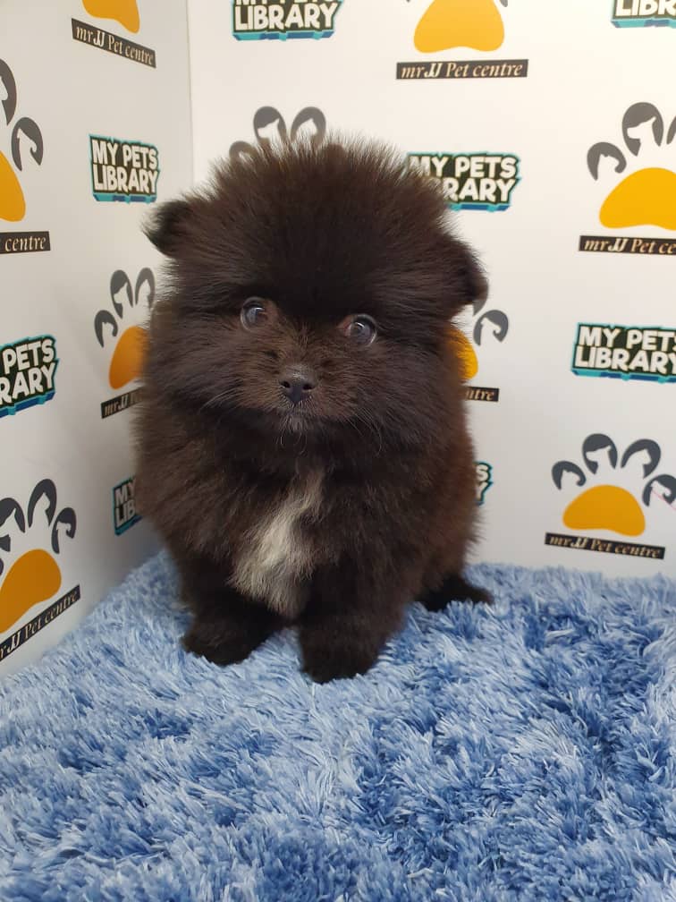 Pomeranian Puppy For Sale (Male)