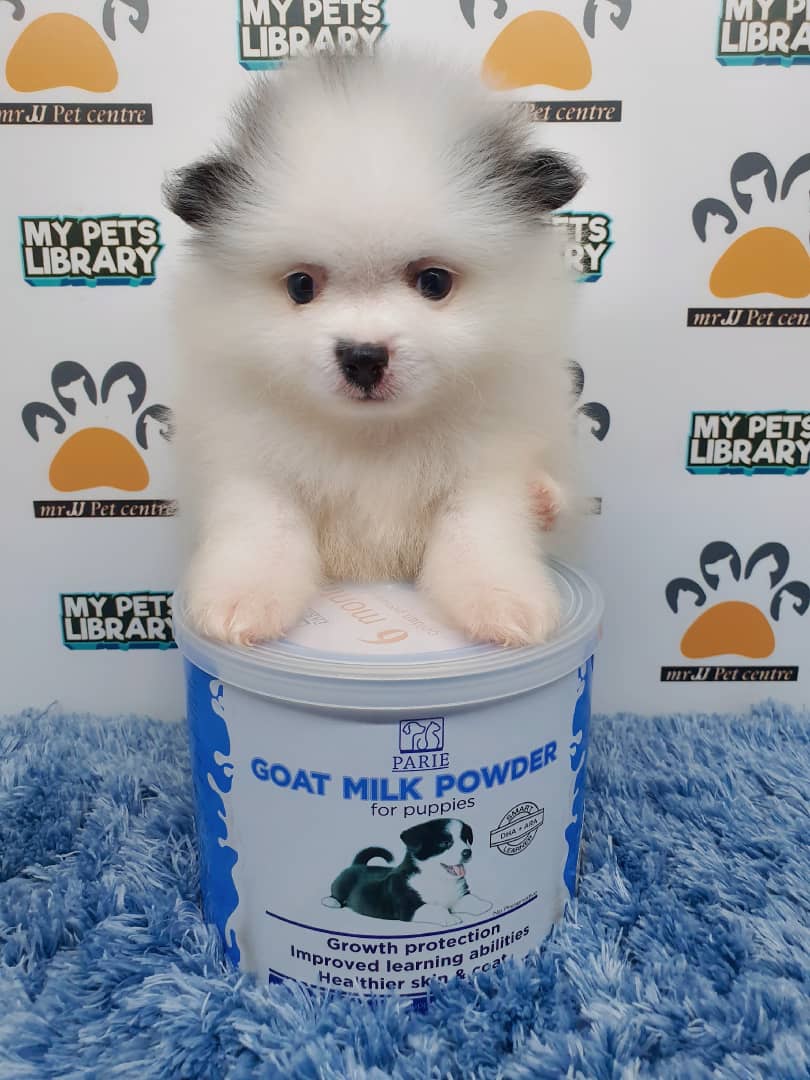 Pomeranian Puppy For Sale (Male)
