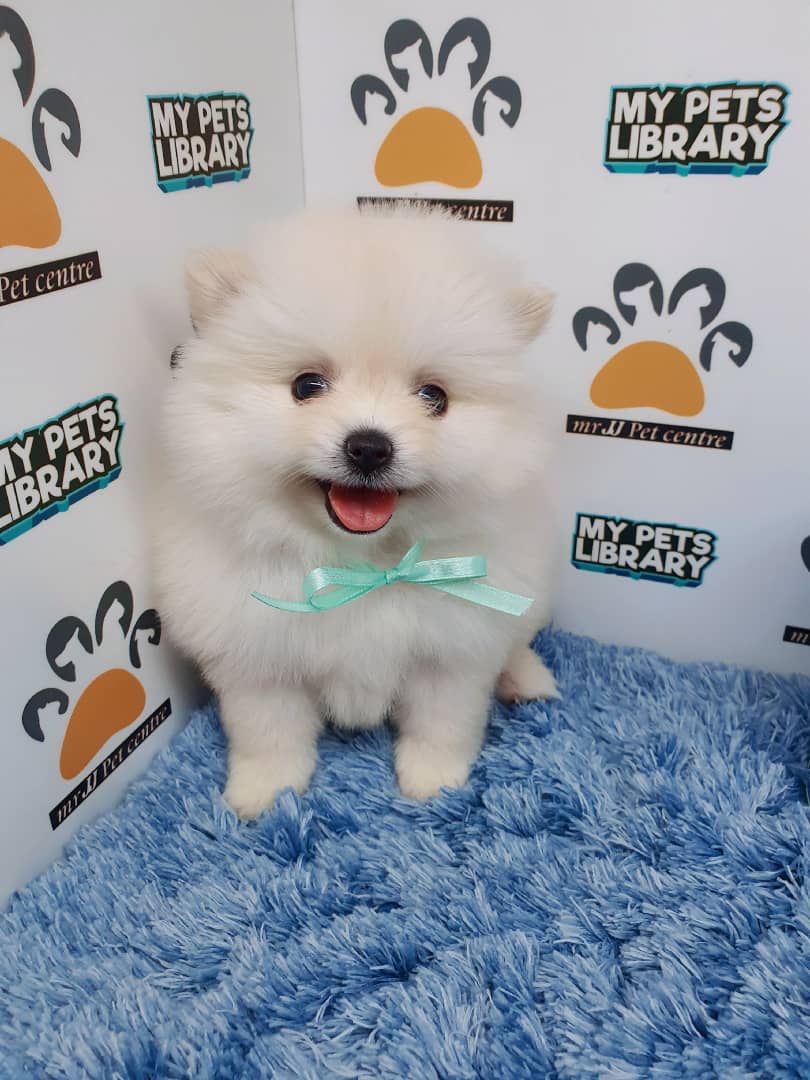 Pomeranian Puppy For Sale (Male)