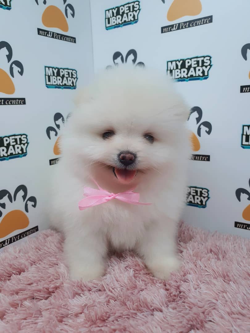 Pomeranian Puppy For Sale (Female)