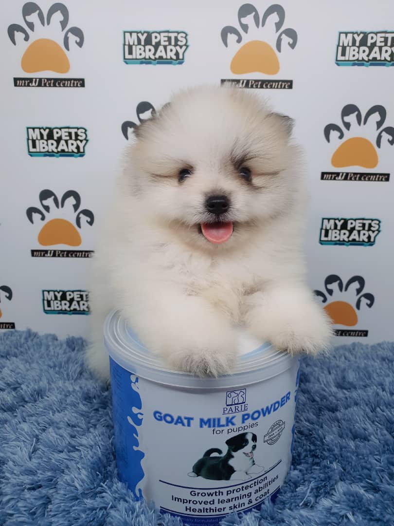 Pomeranian Puppy For Sale (Male)