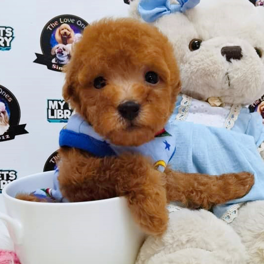 Quality Red Tiny Poodle Puppy (Male) For Sale