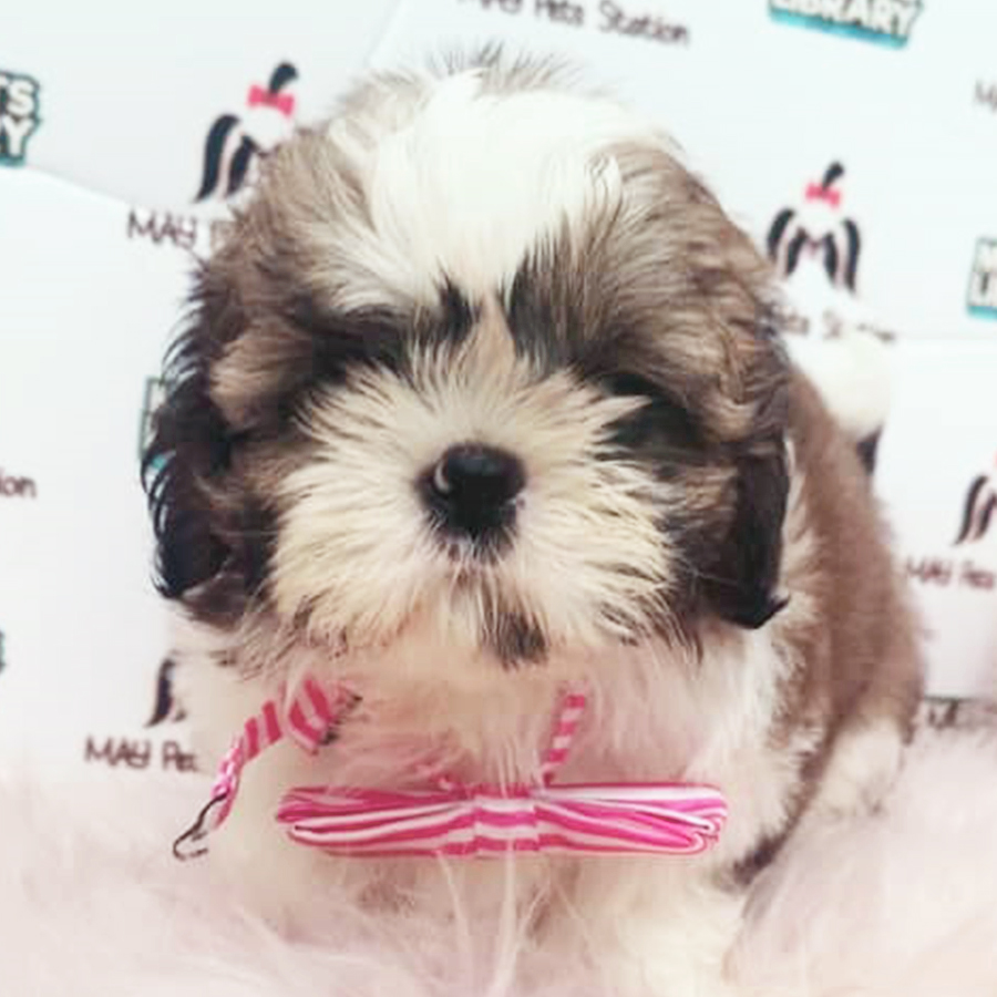 Tri Colour Shih Tzu Puppy (Male) For Sale