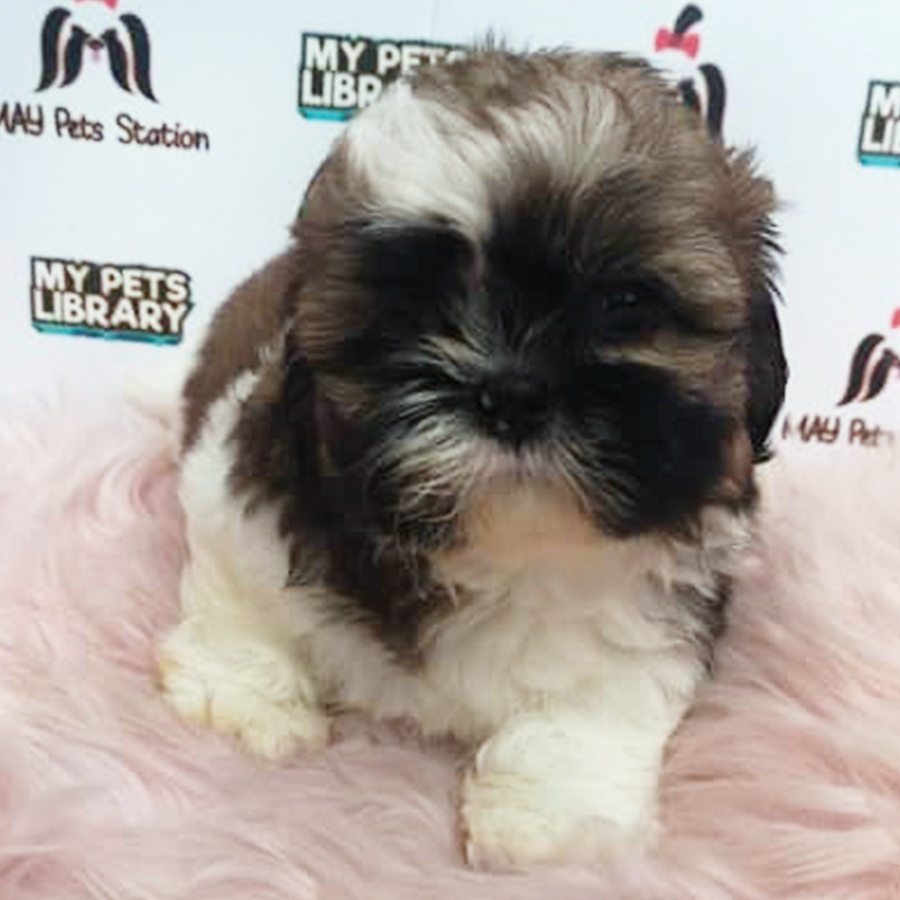 Tri Colour Shih Tzu Puppy (Male) For Sale