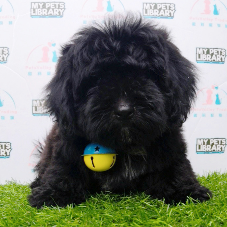 Black Shihpoo Puppy (Male) For Sale