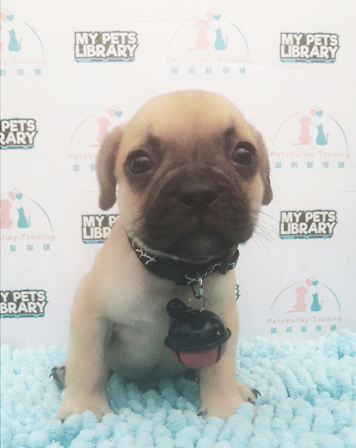 French Bulldog Puppy For Sale (Male)