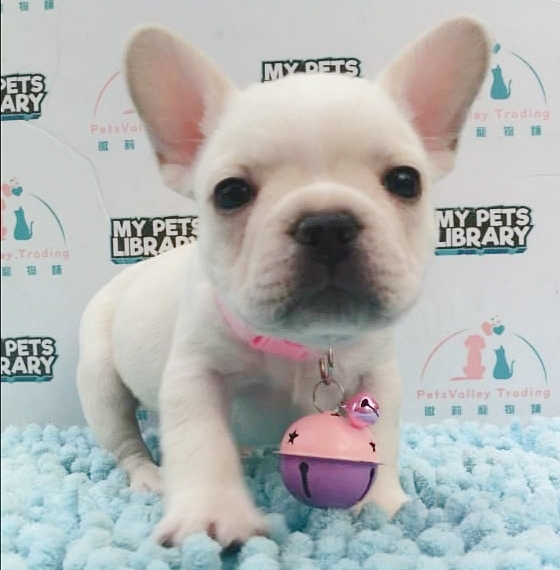 Cream French Bulldog Puppy For Sale (Male)