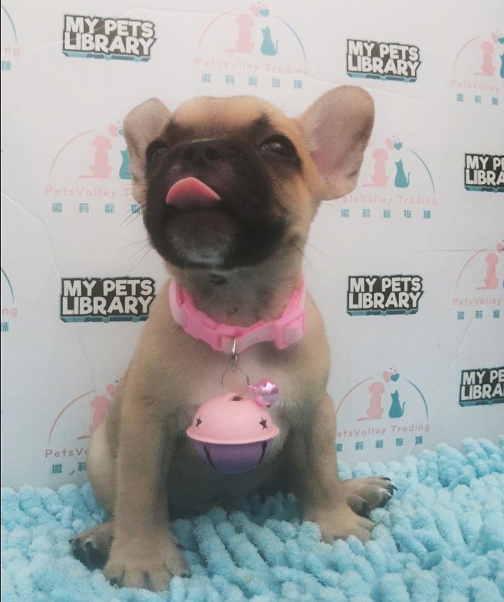 French Bulldog Puppy For Sale (Male)