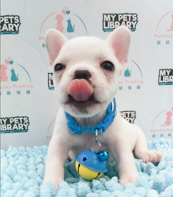 Cream White French Bulldog Puppy For Sale (Male)