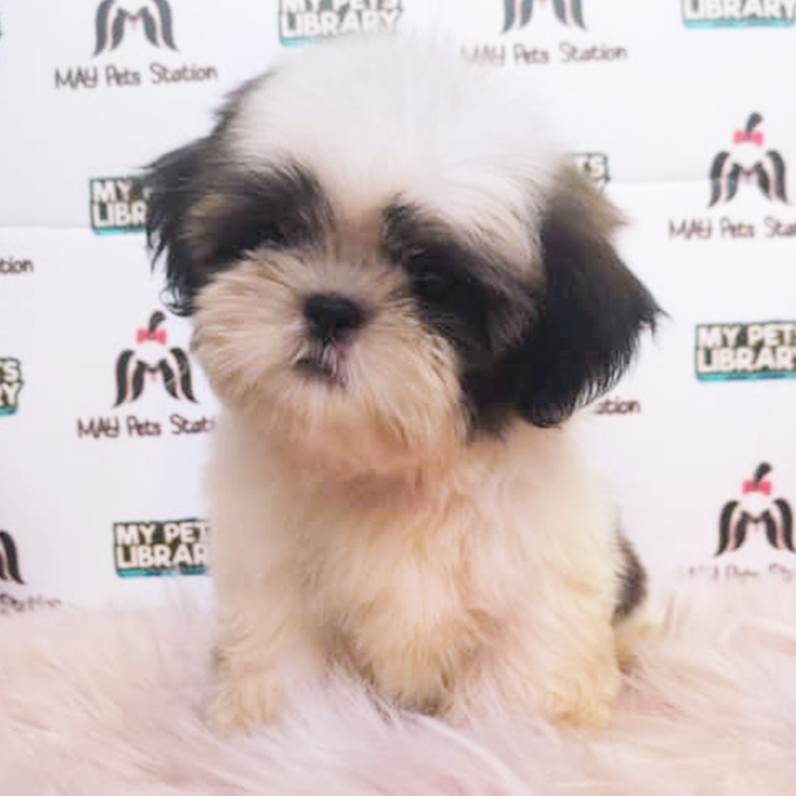 Shih Tzu Puppy (Male) For Sale