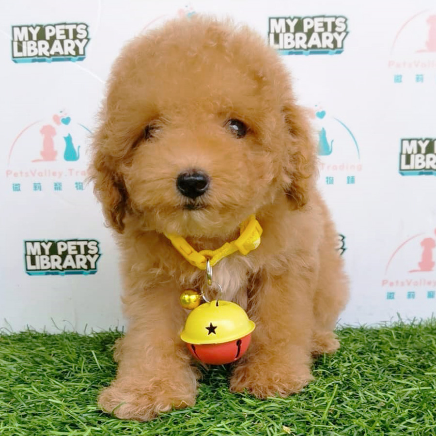 Toy Poodle Puppy For Sale (Female)