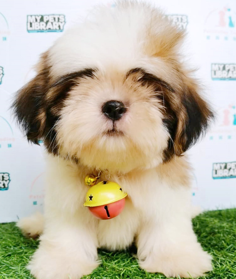 Shih Tzu Puppy (Male) For Sale