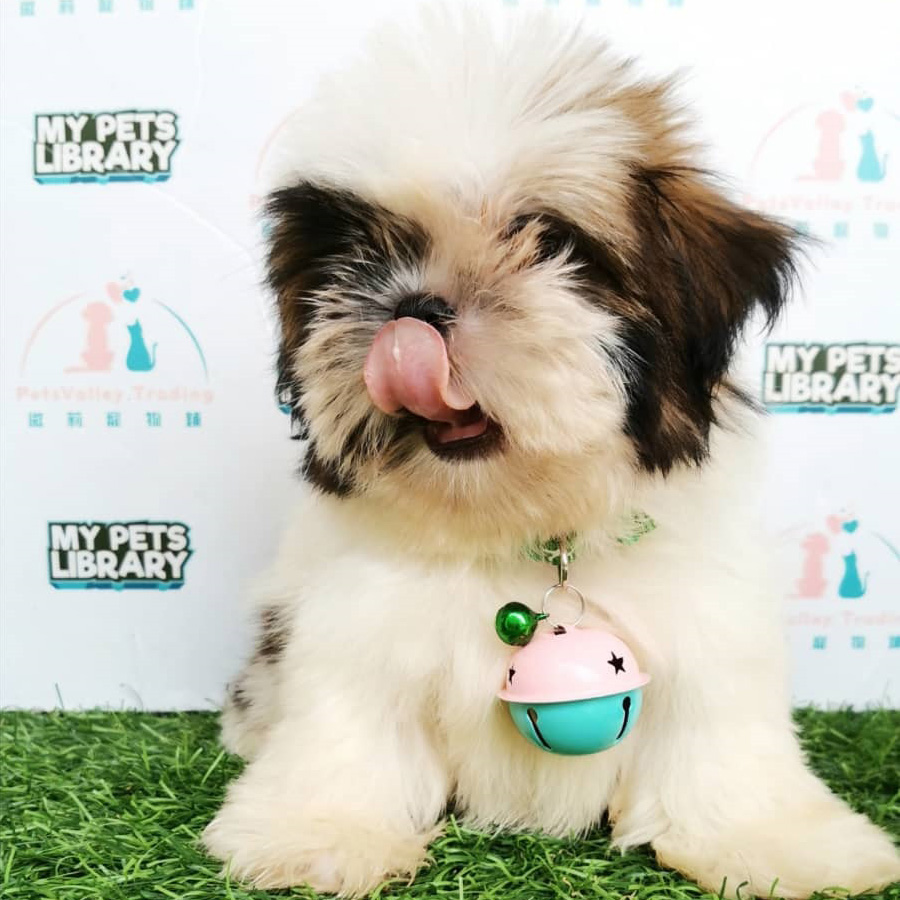 Shih Tzu Puppy (Male) For Sale