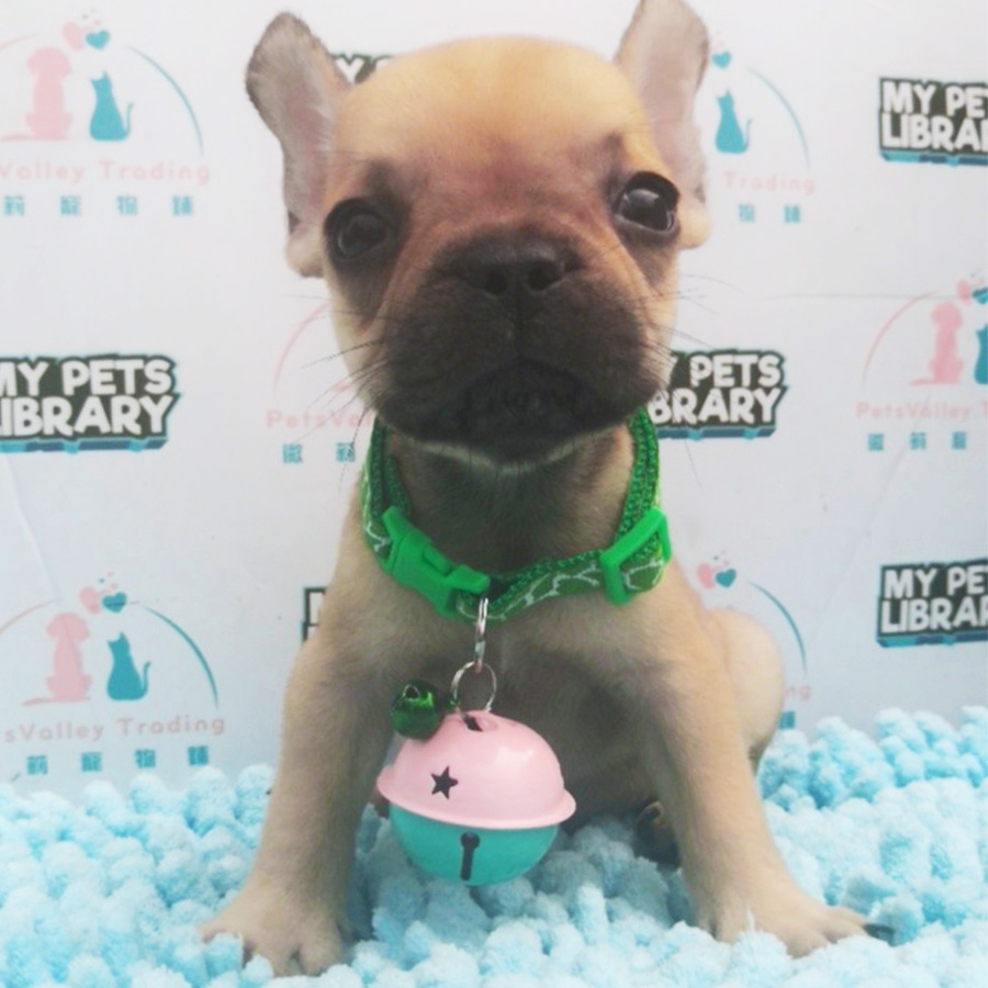 Frenchie Puppy For Sale (Promotion Price)
