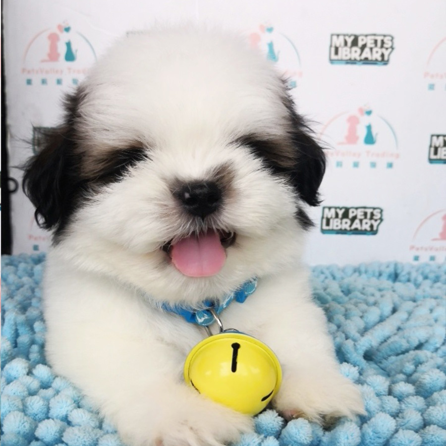 Shih Tzu Puppy (Male) For Sale