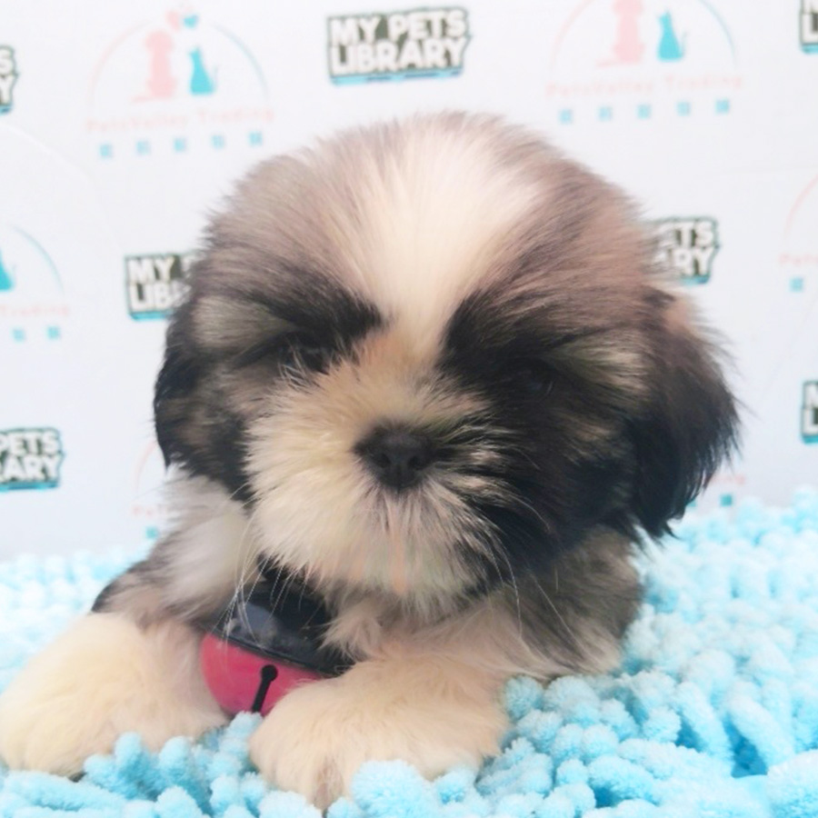 Shih Tzu Puppy (Female) For Sale