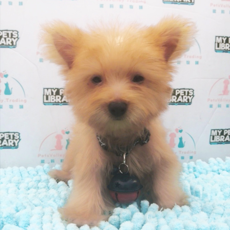 Silky Terrier Puppy For Sale (Female)