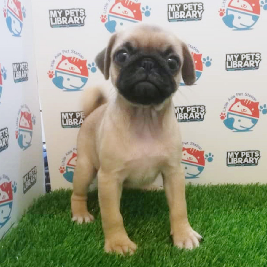 Pug Puppy For Sale (Female)