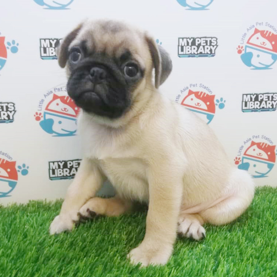 Pug Puppy For Sale (Male)