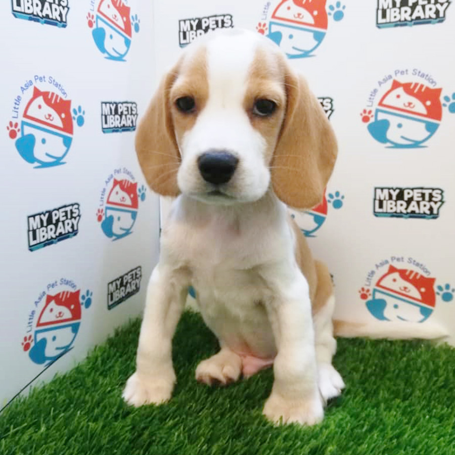 Beagle Puppy For Sale (Male)