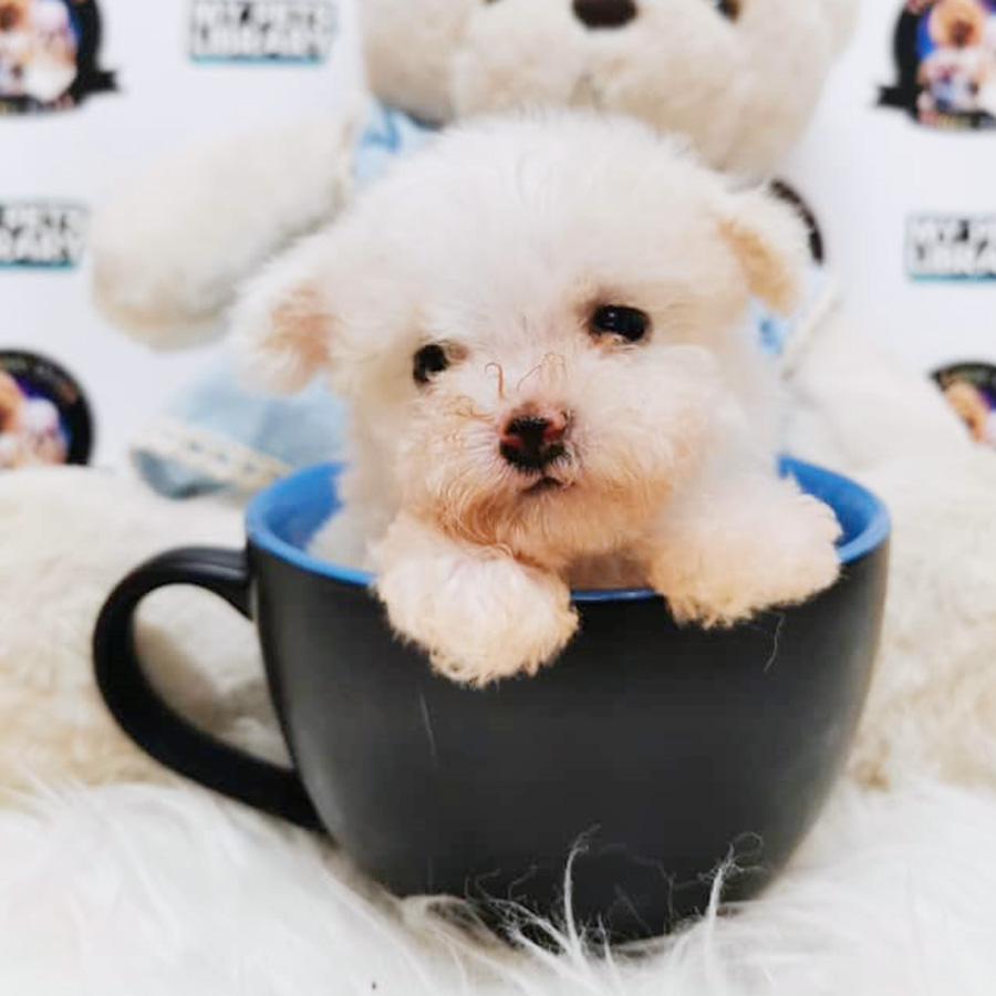Teddy Bear Teacup Pocket Poodle (Male)