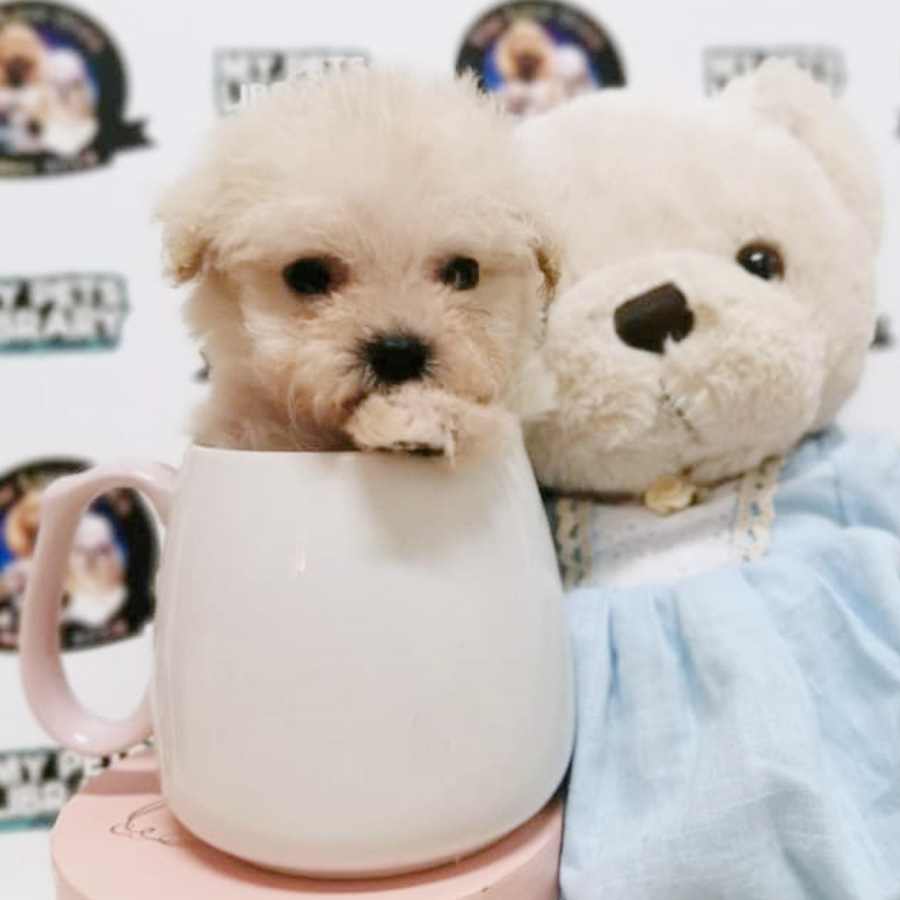 Teddy Bear Teacup Pocket Poodle (Female)