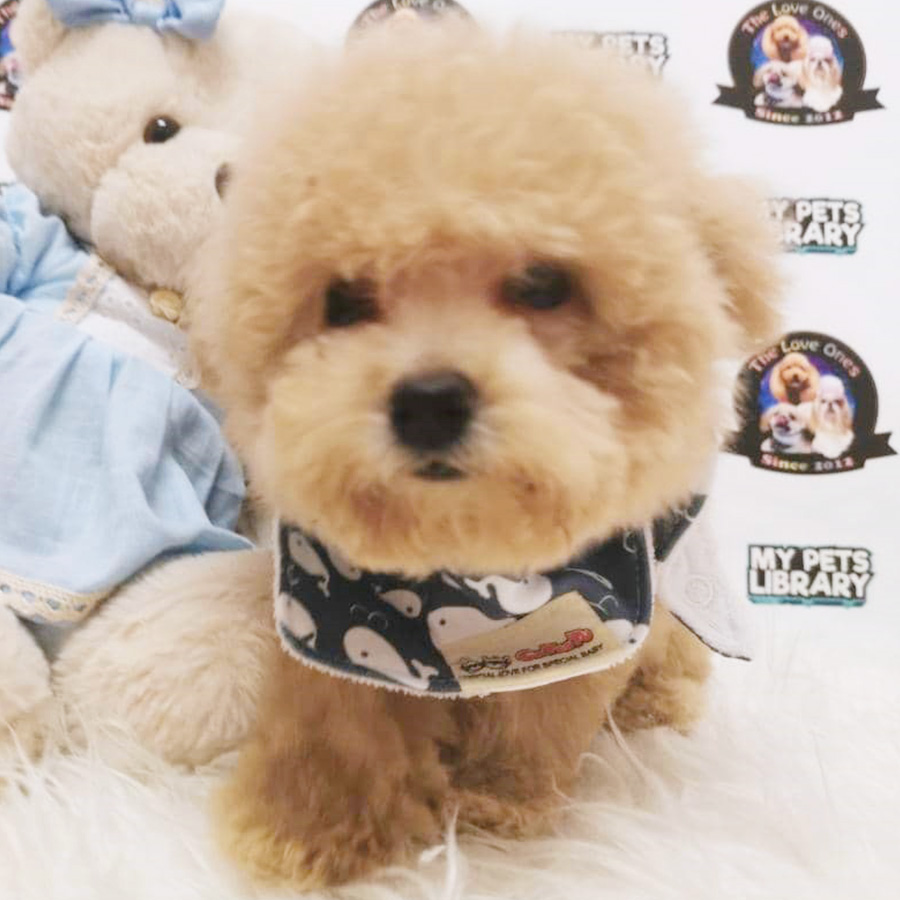 Teddy Bear Tiny Poodle (Male)