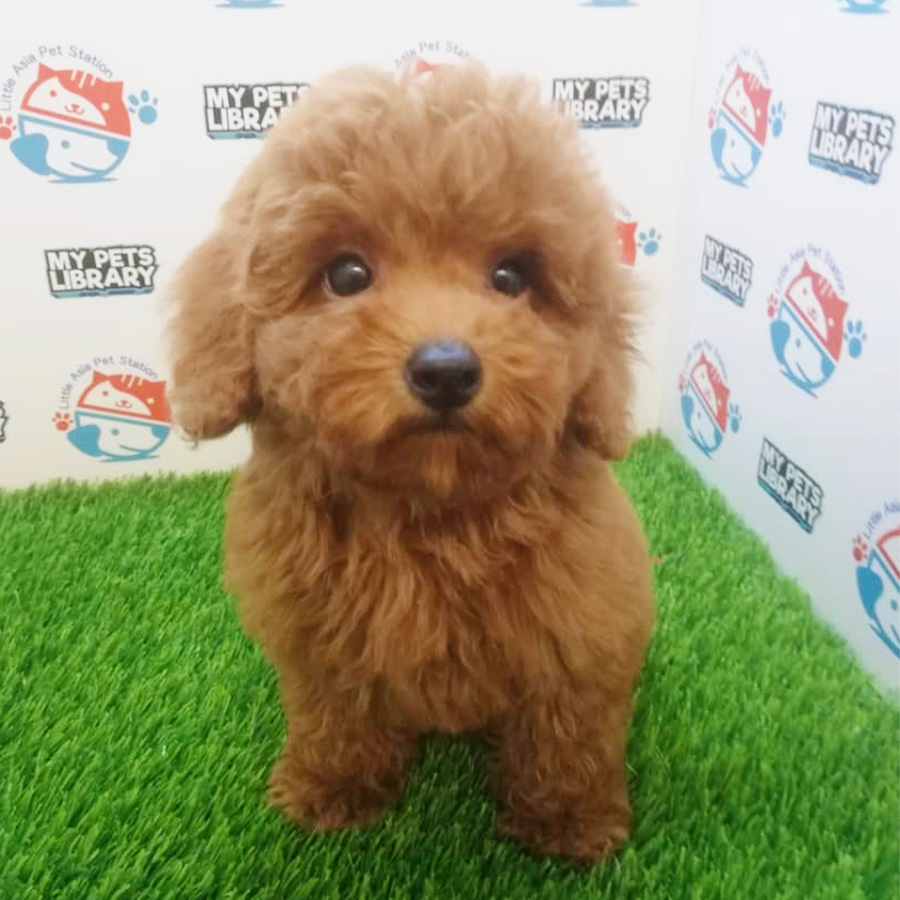 Toy Poodle Puppy For Sale (Male)