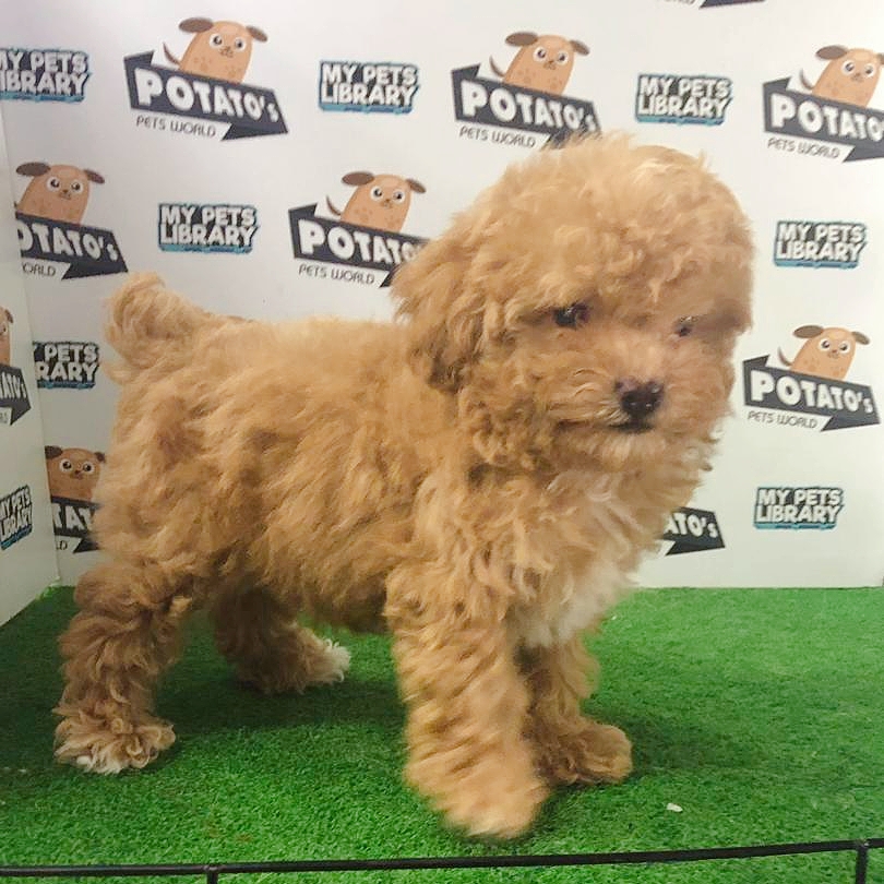 Toy Poodle Puppy For Sale (Female)