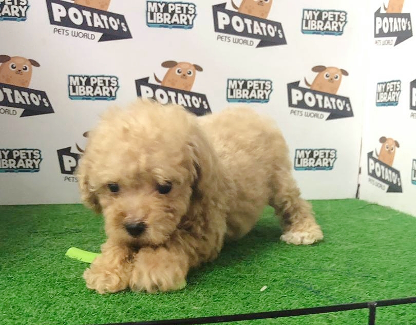 Toy Poodle Puppy For Sale (Female)
