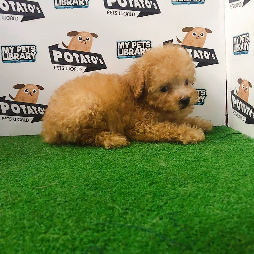 Toy Poodle Puppy For Sale (Male)