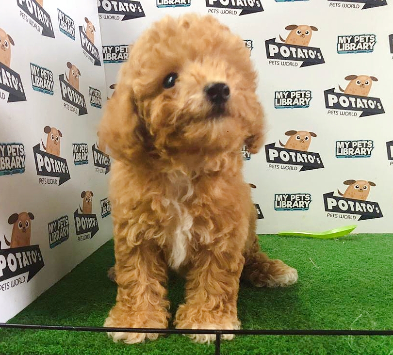 Toy Poodle Puppy For Sale (Male)
