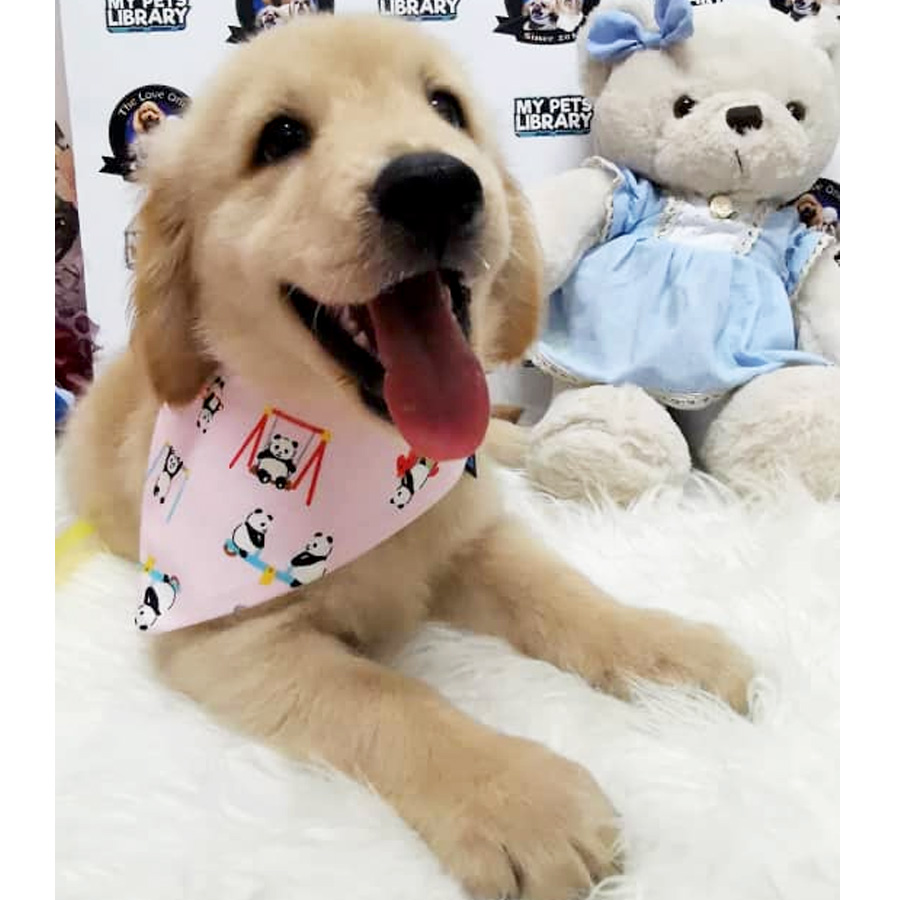 XL Size Golden Retriever Puppy For Sale (Female)