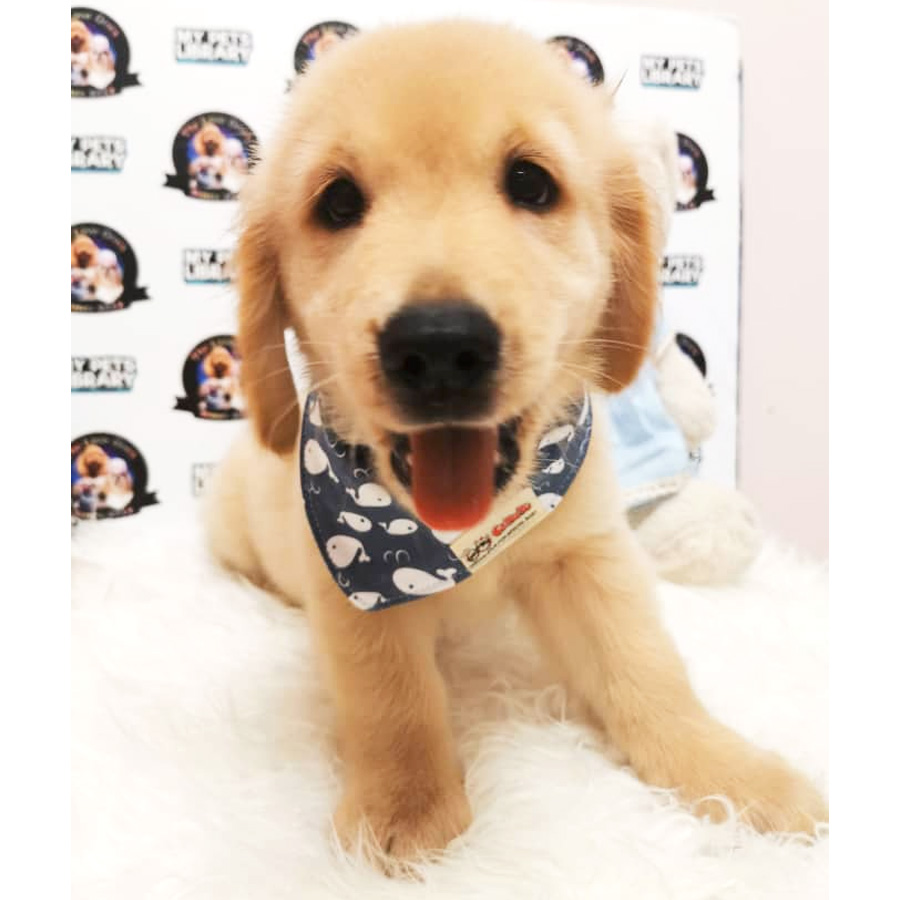XL Size Golden Retriever Puppy For Sale