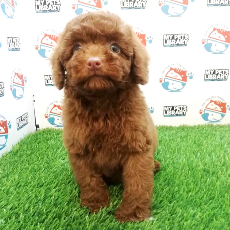 Super Red Toy Poodle Puppy For Sale (Female)