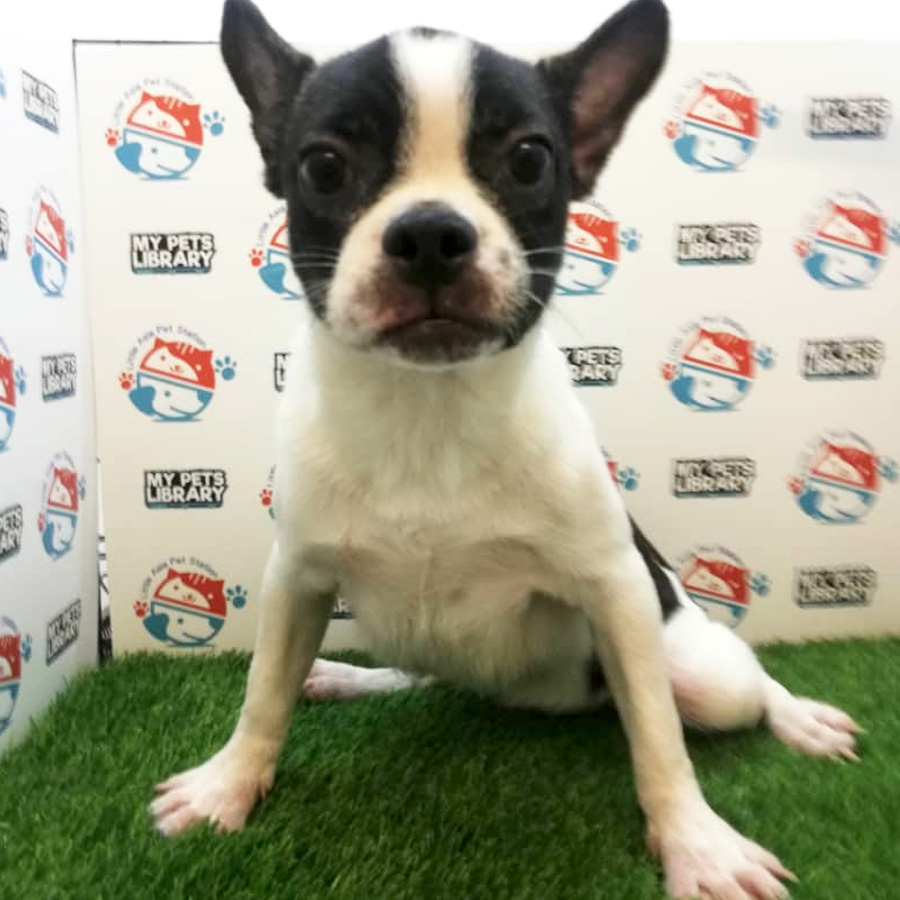 Black White Frenchie Puppy For Sale (Installment Available)