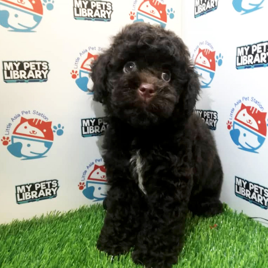 Cola Toy Poodle Puppy For Sale