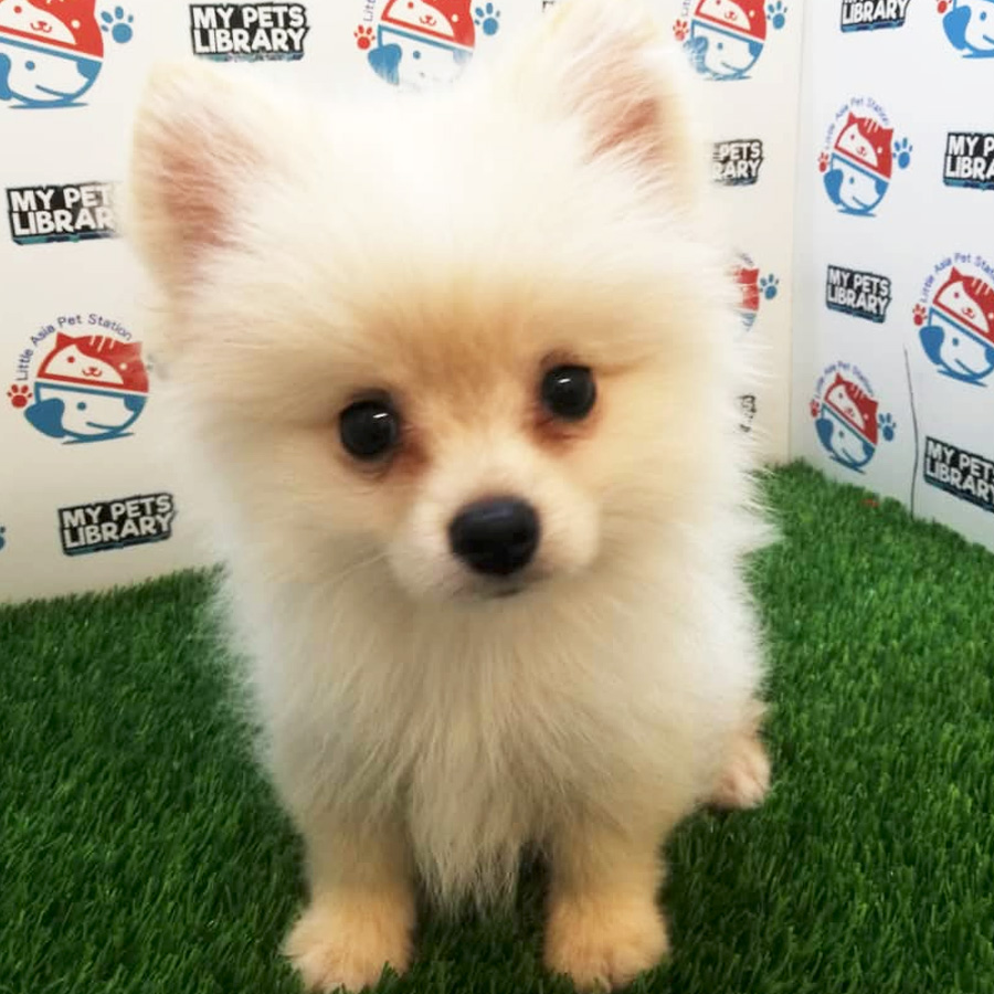 Cream White Pomeranian Puppy For Sale