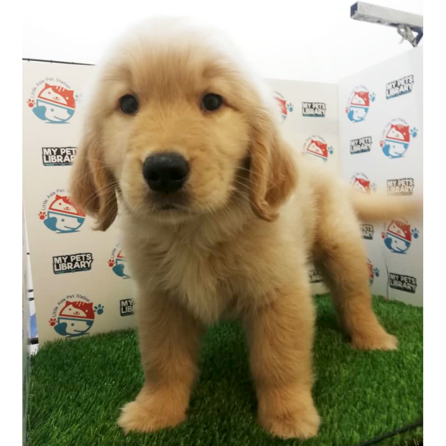 Golden Retriever Puppy For Sale