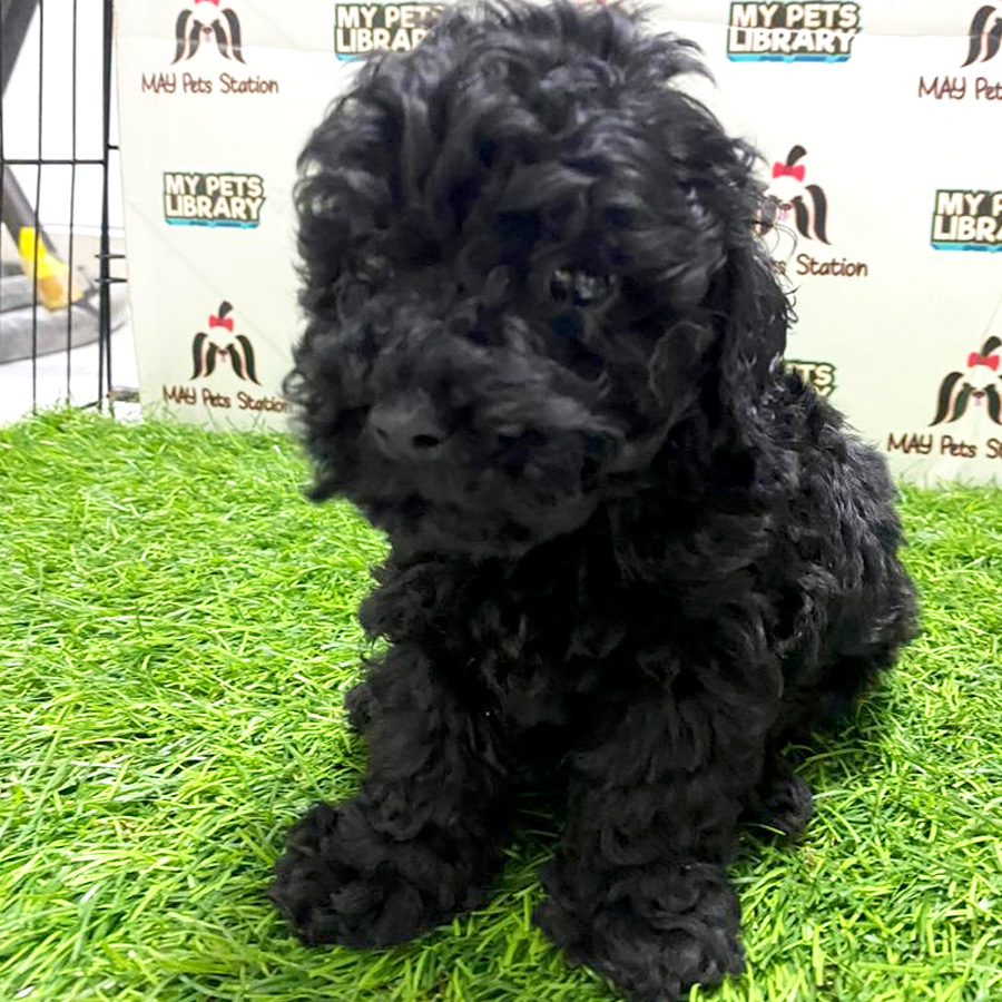 Charcoal Black Toy Poodle Puppy For Sale (Male)