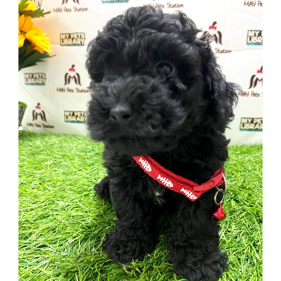 Charcoal Black Toy Poodle Puppy For Sale (Female)