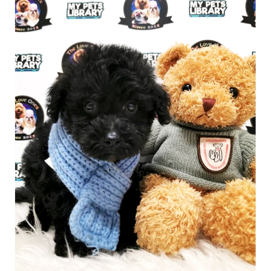 Black Teddy Bear Tiny Toy Poodle Puppy (Male) For Sale