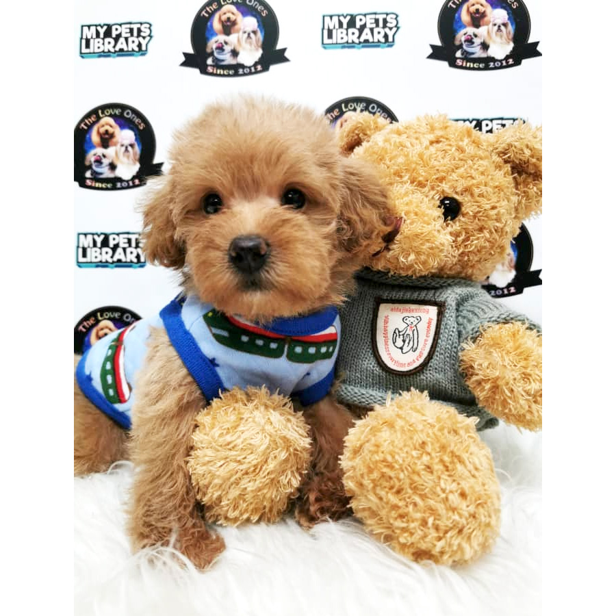 Brown Teddy Bear Tiny Toy Poodle Puppy (Male) For Sale